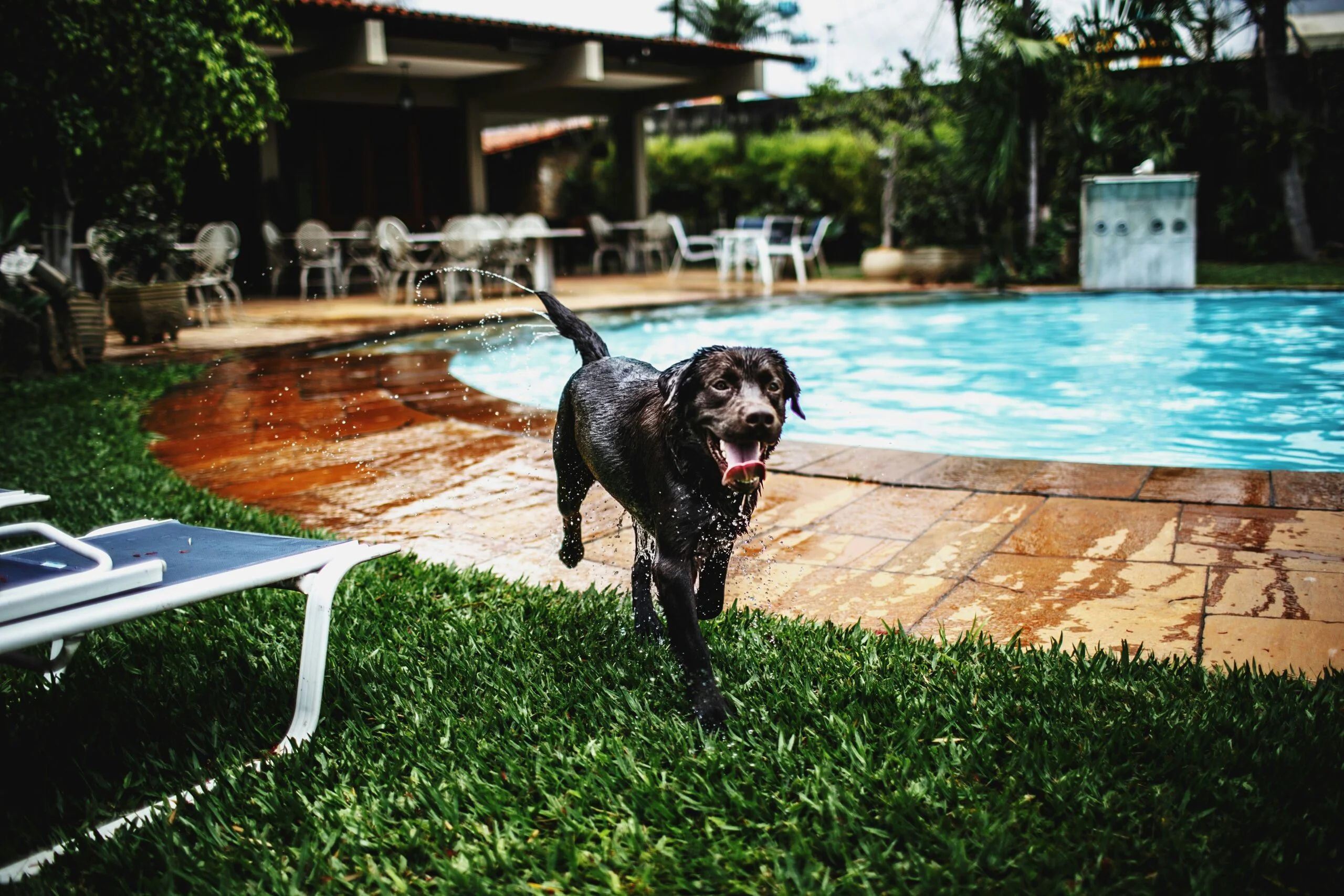 Best Pet-Friendly Hotels in the USA’s Most Popular Tourist Destinations